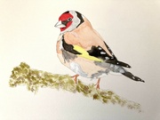 10th Sep 2023 - Day 10:  Goldfinch