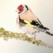 Day 10:  Goldfinch by artsygang