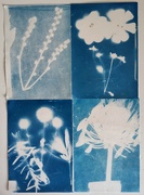 11th Sep 2023 - A Watched Cyanotype Doesn't Develop