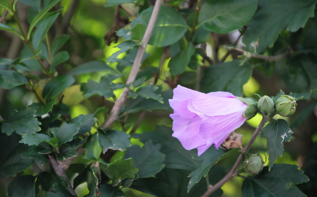 Pretty hibiscus flower by mittens