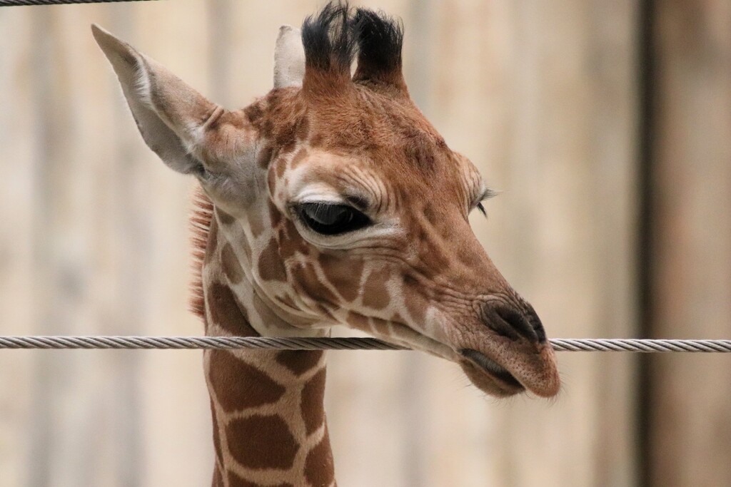 Baby Giraffe At 3 Weeks  by randy23