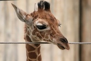 25th Aug 2023 - Baby Giraffe At 3 Weeks 