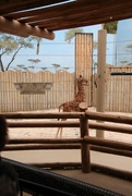 22nd Aug 2023 - The Only Time I Will Be Taller Than A Giraffe 