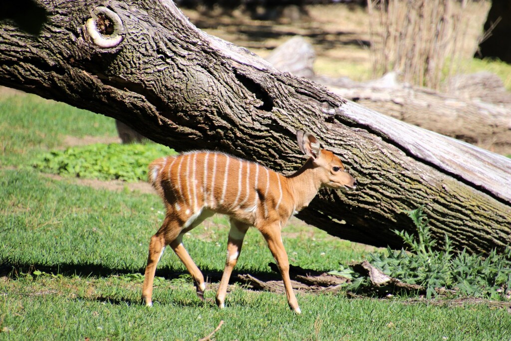 Baby Nayla Antelope  by randy23