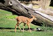 21st Aug 2023 - Baby Nayla Antelope 
