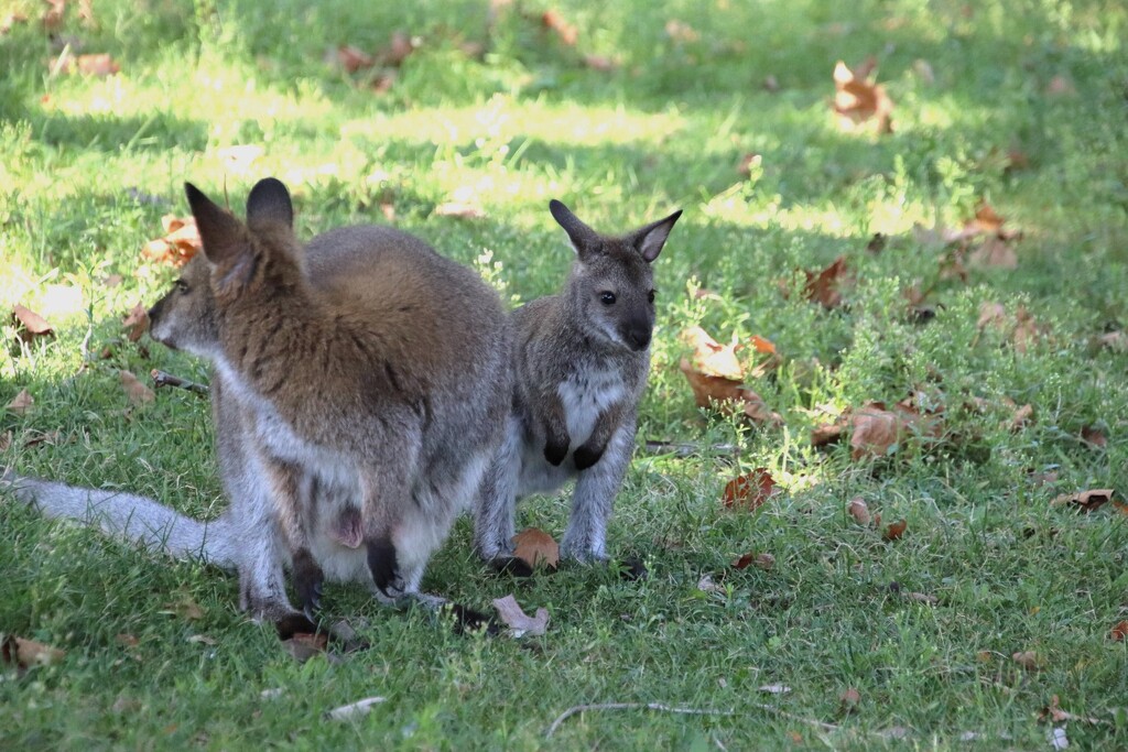 Wallaby And Baby  by randy23