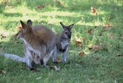 26th Aug 2023 - Wallaby And Baby 