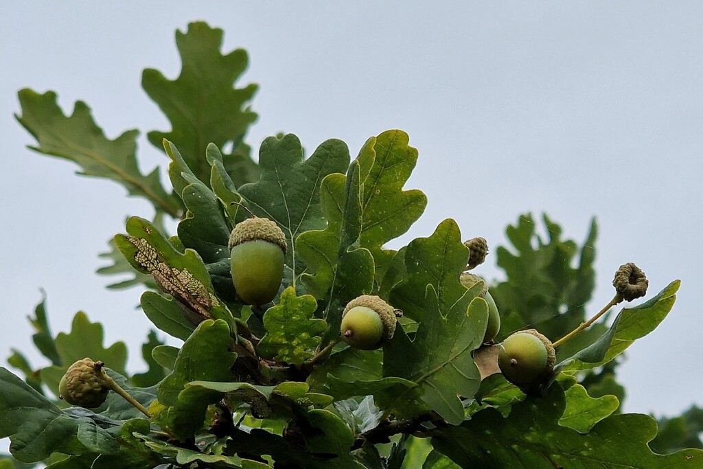 acorns by christophercox