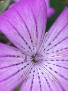 1st Sep 2023 - Pink Flower