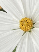 9th Sep 2023 - Marguerite Flower