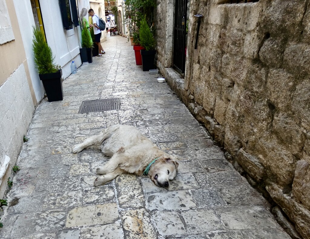 Conked Out in Budva Montenegro  by foxes37