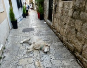 11th Sep 2023 - Conked Out in Budva Montenegro 