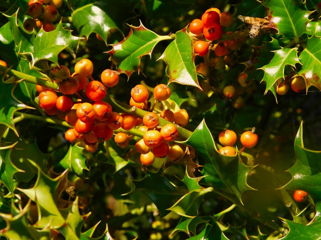 So many berries on the Holly by 365anne