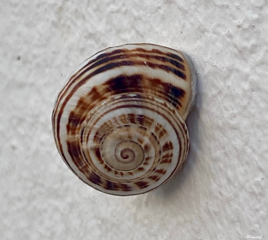 Snail by monicac