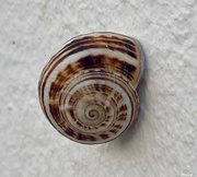 11th Sep 2023 - Snail