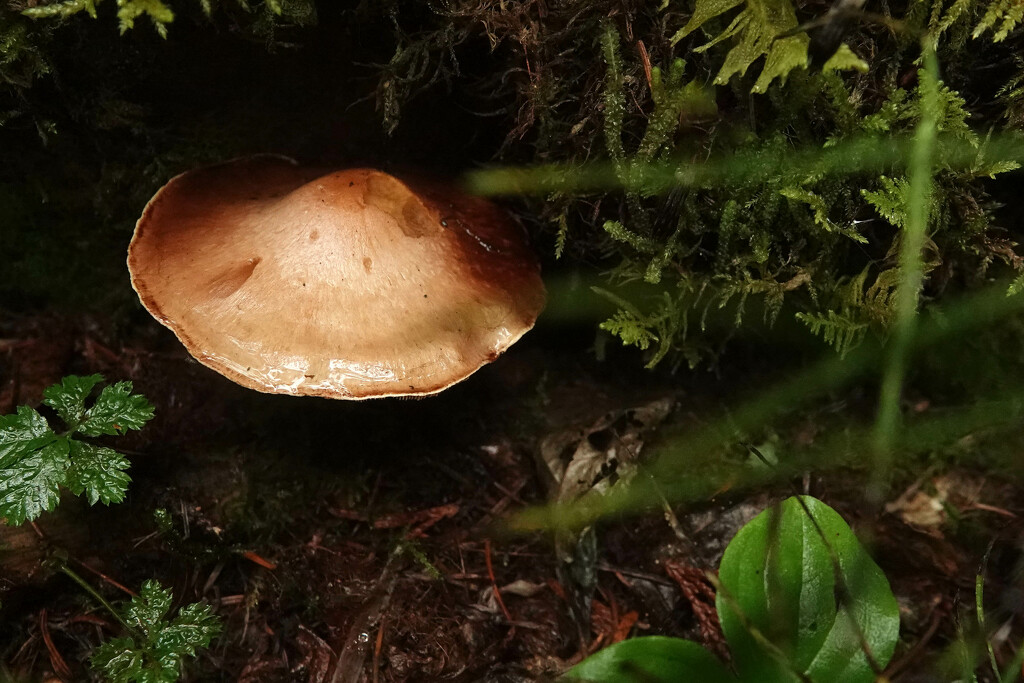 Mushroom in Hiding by milaniet