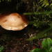 Mushroom in Hiding by milaniet