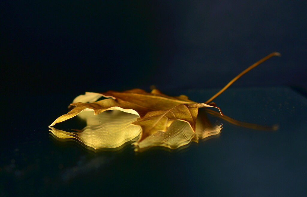 Autumn's First Leaf by jayberg