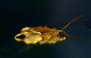 11th Sep 2023 - Autumn's First Leaf