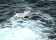 8th Sep 2023 - kittiwake at Birsay