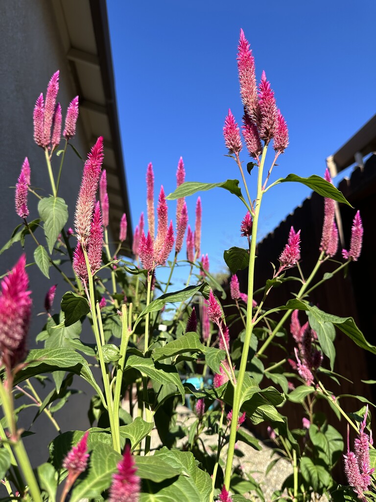 Celosia by shutterbug49