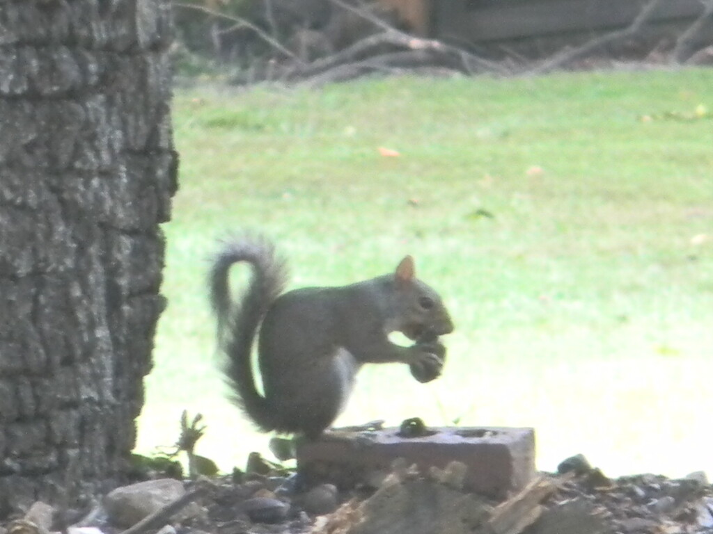 Squirrel Eating in Neighborhood  by sfeldphotos