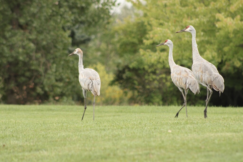 Sandhill cranes in the neighborhood by mltrotter