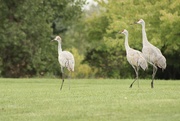 11th Sep 2023 - Sandhill cranes in the neighborhood