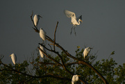4th Sep 2023 - Assembly of Egrets