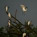 Assembly of Egrets by kareenking