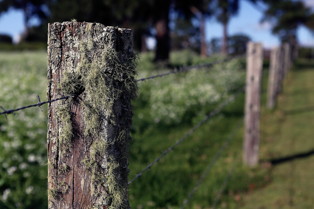 DOF: Mountainview Road fence post by jeneurell
