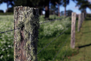 12th Sep 2023 - DOF: Mountainview Road fence post