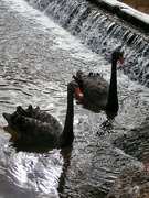 12th Sep 2023 - The Black Swans....