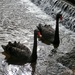 The Black Swans.... by cutekitty