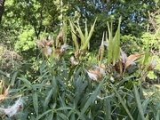 12th Sep 2023 - Milkweed Going to Seed