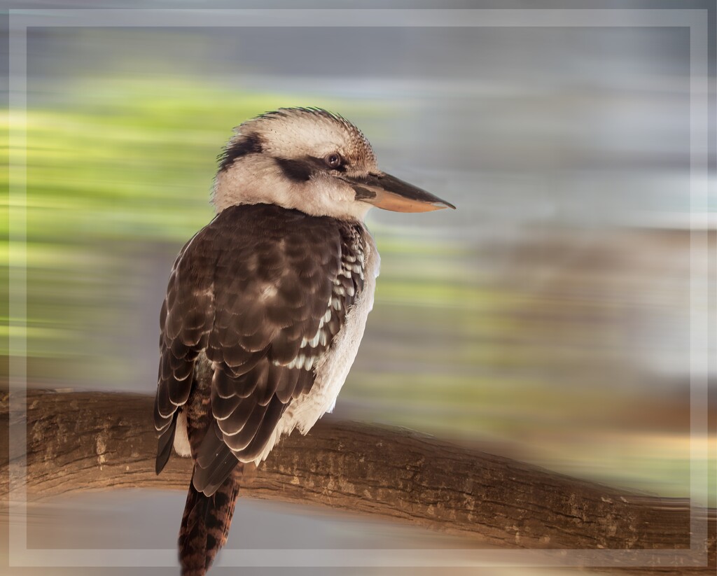 An Australian visitor by ludwigsdiana