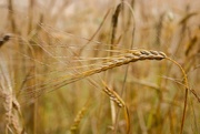 12th Sep 2023 - Barley