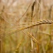 Barley by okvalle