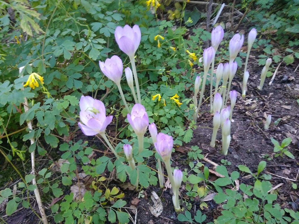 Autumn crocus.... by sarah19