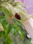 12th Sep 2023 - Ladybug