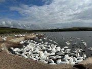 12th Sep 2023 - Swan Lake