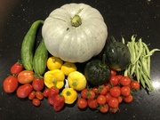 12th Sep 2023 - A Colourful Harvest Today
