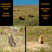 4th Sep 2023 - Denizens of Badlands National Park