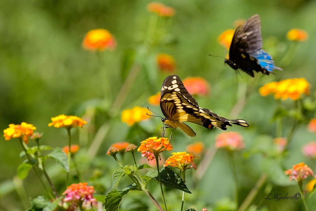 LHG_9499-Two swallowtails in the patch by rontu