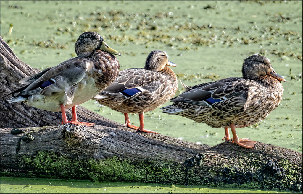 Ducks in a Row by bluemoon