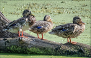 9th Sep 2023 - Ducks in a Row