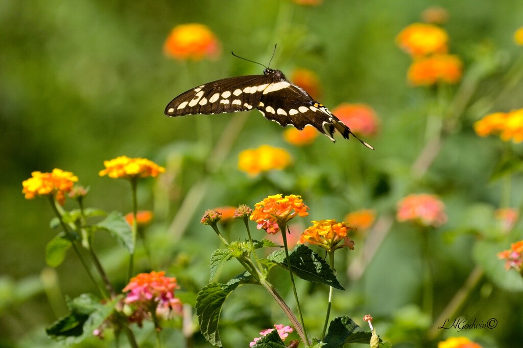 LHG_9505 Giant Swallowtail in flight by rontu
