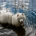 A dog bathing