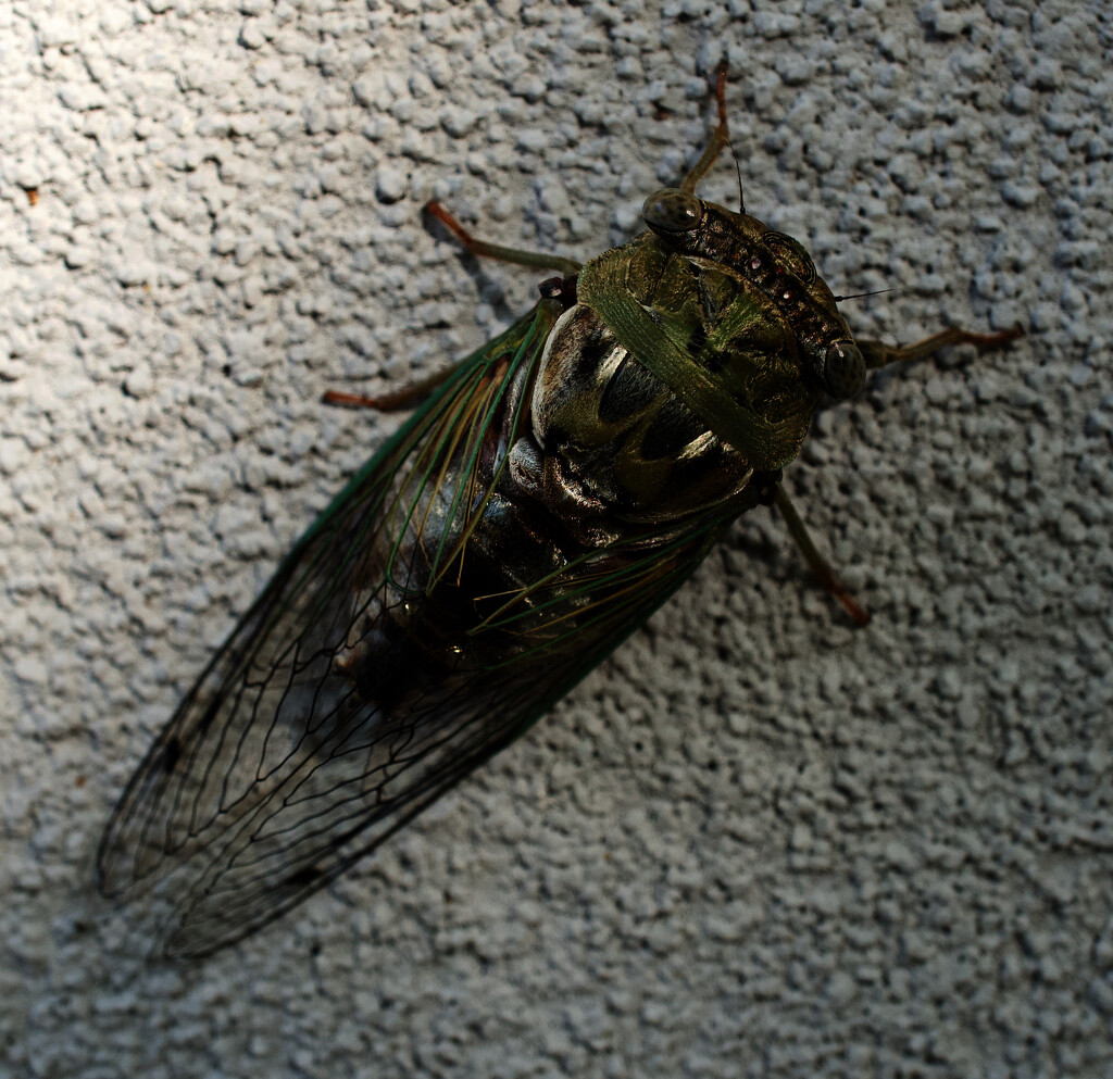 Cicada by eudora
