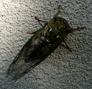 10th Sep 2023 - Cicada